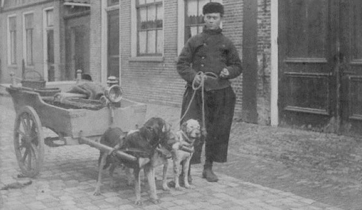 Visser Kaas 1903